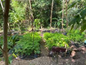2.000 new trees of endangered species