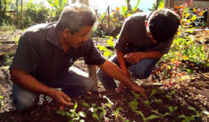 Vegetable Garden