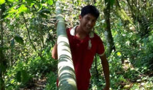 Gathering Bambu