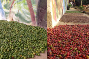 Coffee production