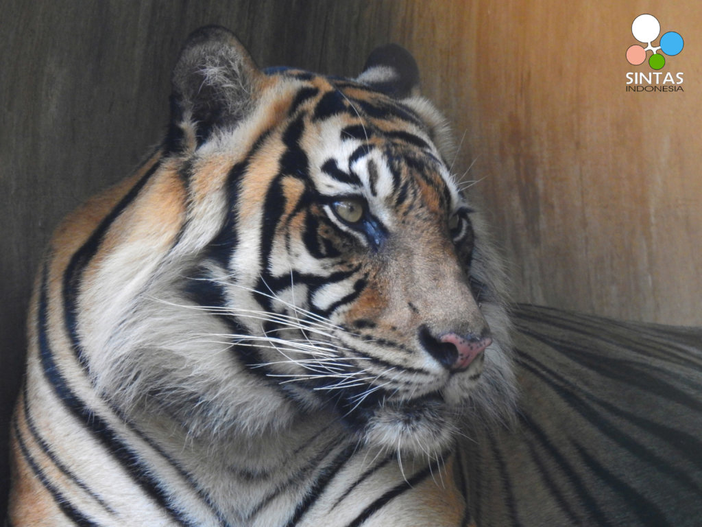 Stop the bleeding: Sumatran tiger snare sweeping