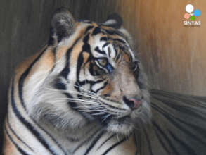 Sumatran tiger