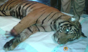 Injured Sumatran Tiger