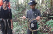 Stop the bleeding: Sumatran tiger snare sweeping