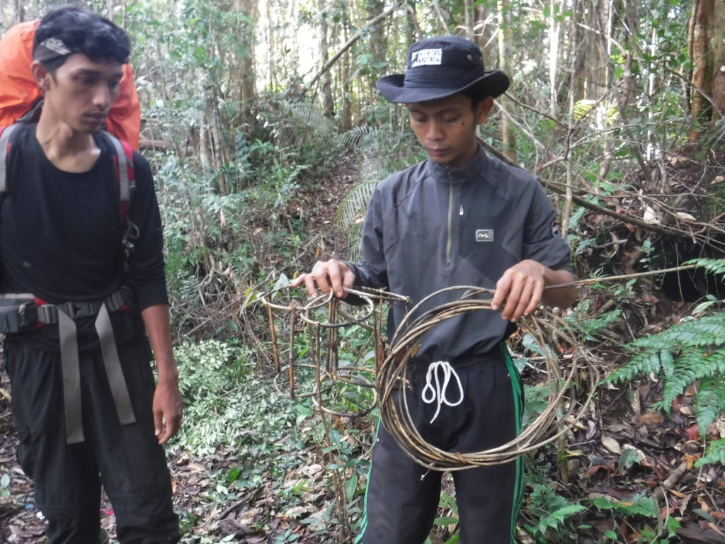 Stop the bleeding: Sumatran tiger snare sweeping