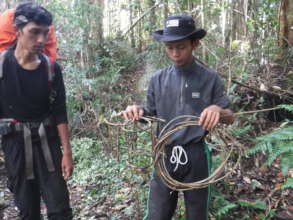 Stop the bleeding: Sumatran tiger snare sweeping