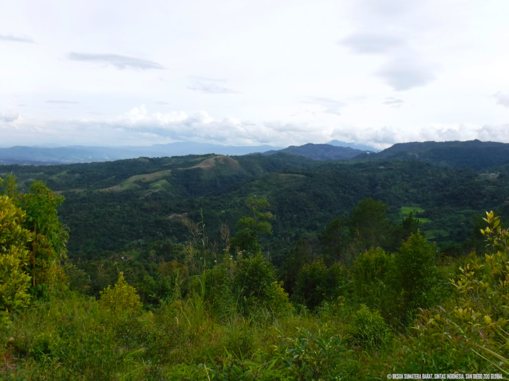 Landscape of West Sumatra