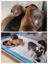 8 puppies dumped in the woods