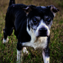 Keller Our Blind Senior is Adopted