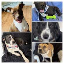 Heartworm Patients on the road to recovery
