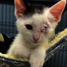 Truffle one of 3 kittens that lost an eye