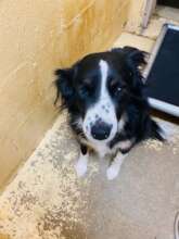 Champ Gets Heartworm Treatment and a Home
