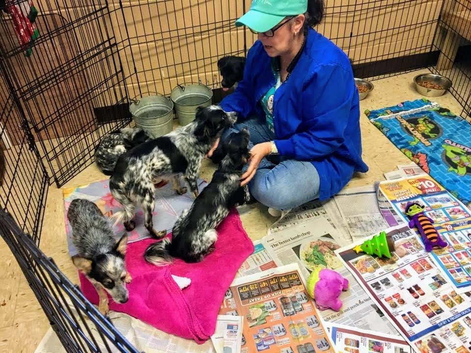 Help Save Abandoned Animals like Duke