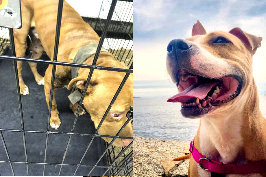 Candi from Fighting Ring to Loving Home