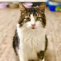Gumball A Senior Cat