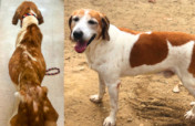 Help Save Abandoned Animals like Duke
