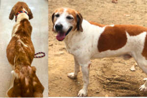 Help Save Abandoned Animals like Duke
