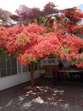 Flamboyant tree blooming in the workshop's patio