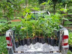 Seedlings to be planted