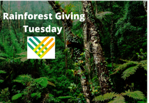 Giving Tuesday in the rainforest