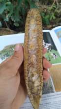 Checking out the seeds
