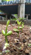 Seedlings germinating nicely!