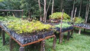 Iracambi nursery