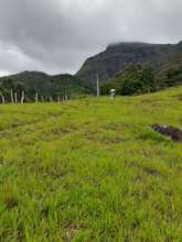 Lush pasture growth - a tough start!