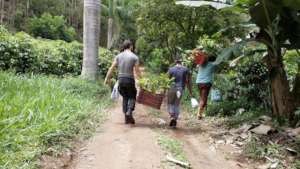 carrying the trees