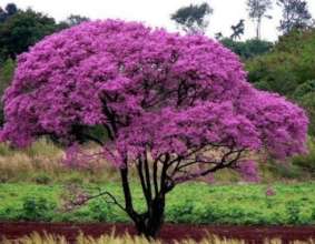 Ipe roxo