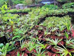 Healthy seedlings - future forest