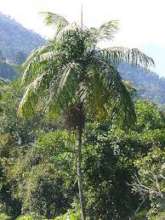 ..Jucara palm (acai)