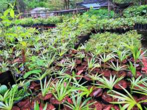 Forest nursery
