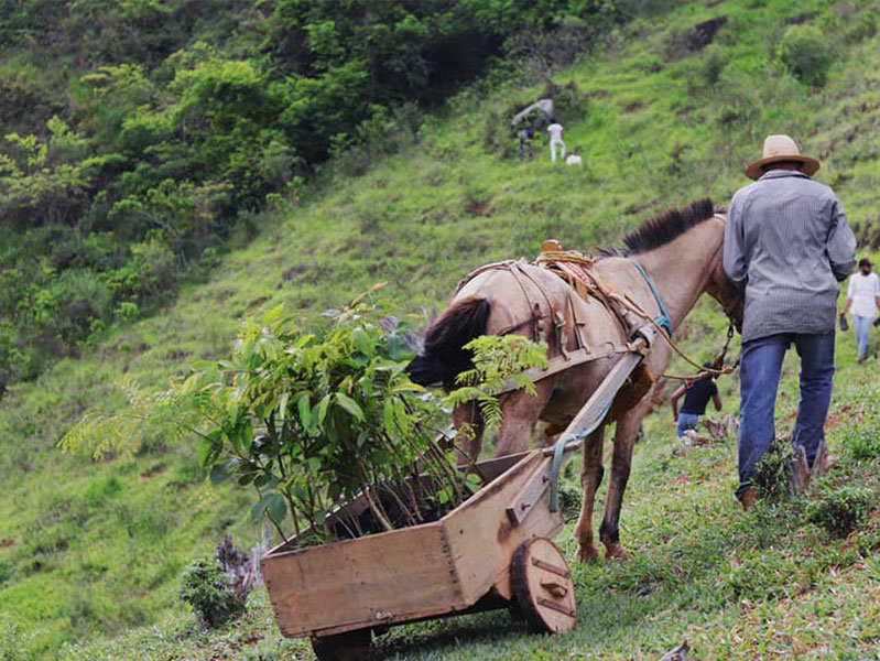 Planting trees to save the planet!