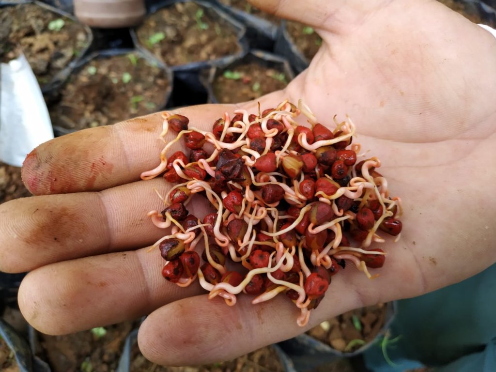 Planting trees to save the planet!