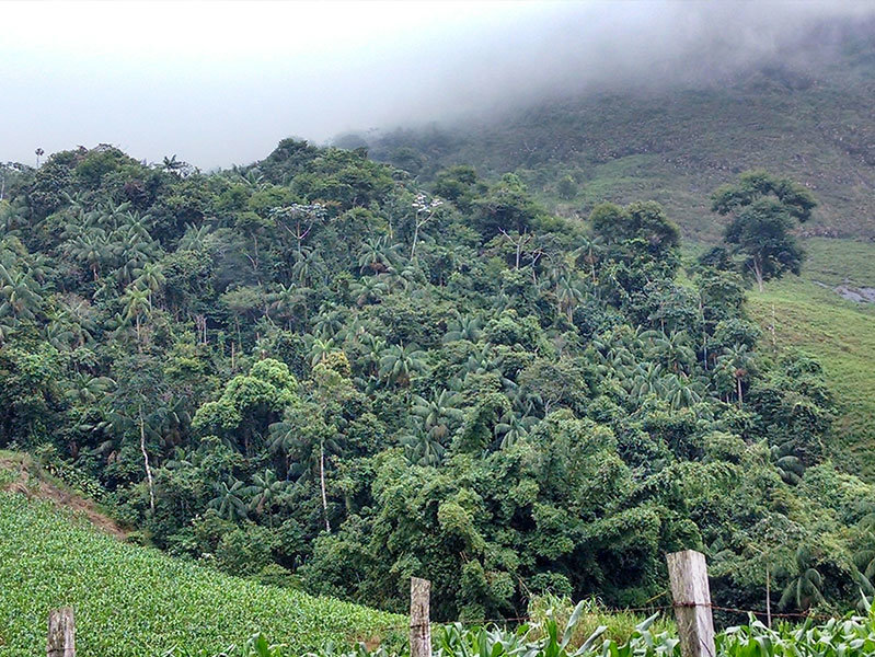 Planting trees to save the planet!