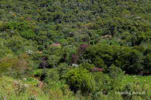 Another patch of restored forest