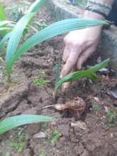 Seedling dreaming of growing into a...