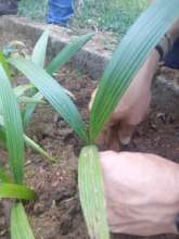 Seedling