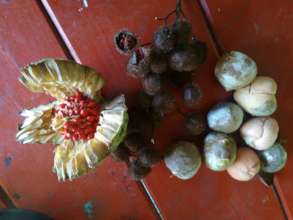 seeds