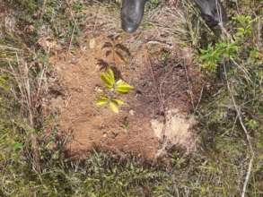 Critical care for baby trees