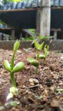 Future forests