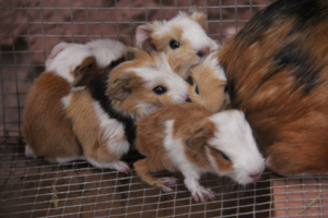 A brood of new offspring