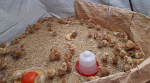 Nely's chicken production is thriving