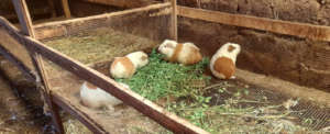 Feeding time for Erlinda's guinea pigs