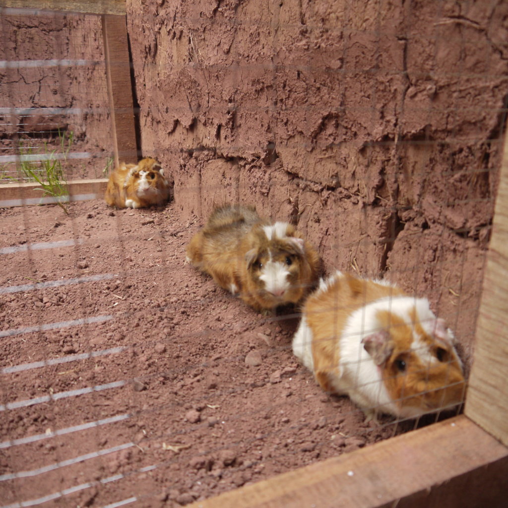 Empower Peruvian Women Living in Poverty