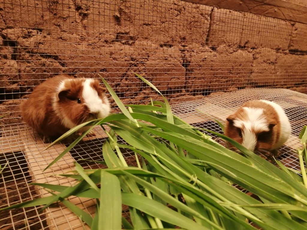 Empower Peruvian Women Living in Poverty