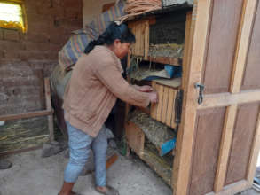 Tending to guinea pigs in their hutches