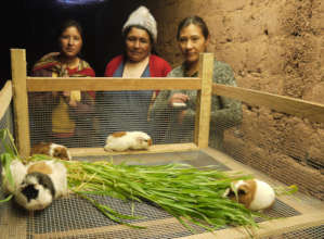 Guinea pigs settling into their new home