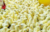Chicken Farms for War Widows